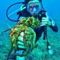Maui Snorkeling Tours