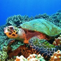 Maui Snorkeling Tours