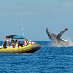 Whale Watching Tours
