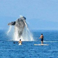 Whale Watching Tours