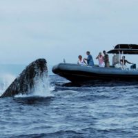 Whale Watching Tours