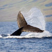 Whale Watching Tours