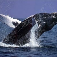 Whale Watching Tours