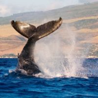 Whale Watching Tours