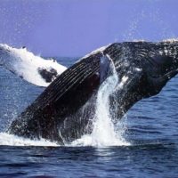 Whale Watching Tours