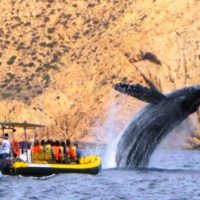 Whale Watching Tours