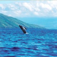 Whale Watching Tours