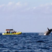 Whale Watching Tours