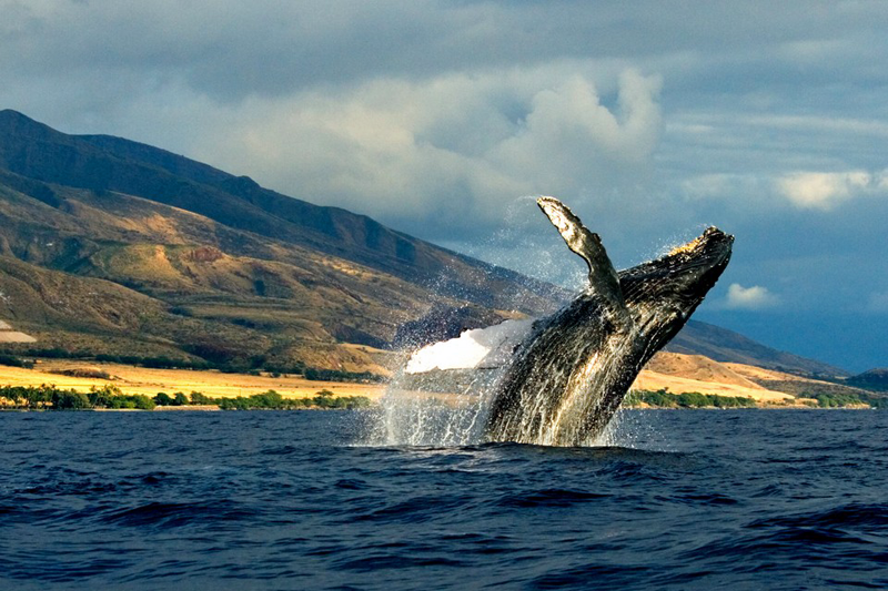 Maui best whale watch Whale Enthusiast/Photographers 2 hours