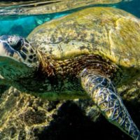 Snorkeling with Save on Maui