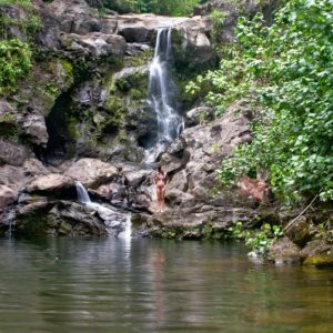 Maui Private Tour Guide