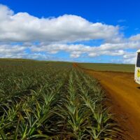 Hawaii Pineapple Tour