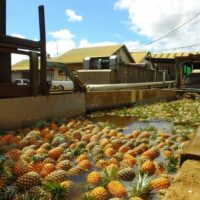 Maui Pineapple Tour