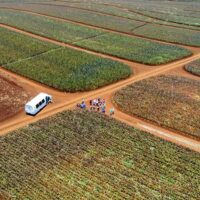 Pineapple Field