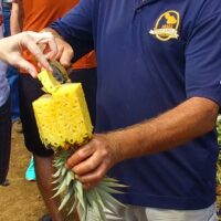 Pineapple Cutting in Maui