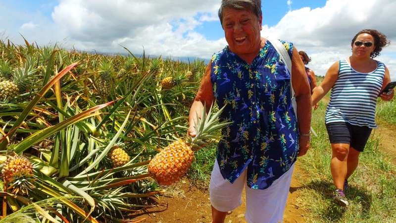 Maui Pineapple Tour the only one on Maui with Stardust Hawaii
