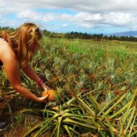 Pineapple Tour in Hana