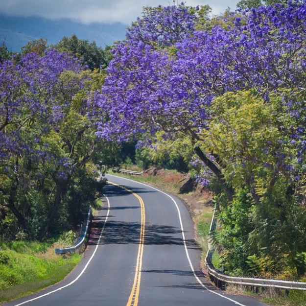 Stardust Hawaii Road to Hana