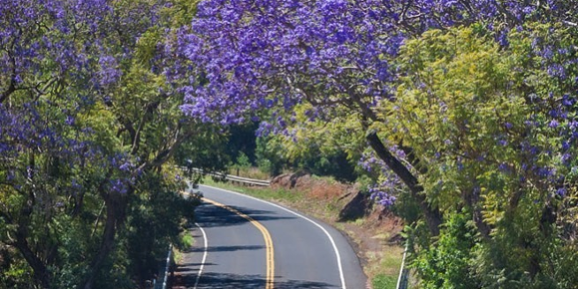 Stardust Hawaii Road to Hana