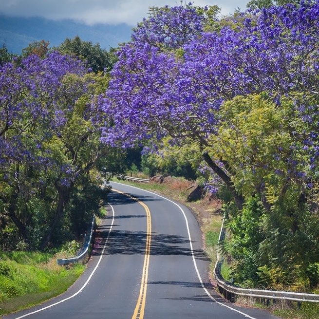 Get Answers to Questions about Driving the Road to Hana