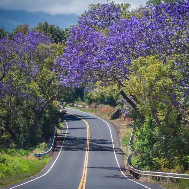 Road to Stardust Hawaii