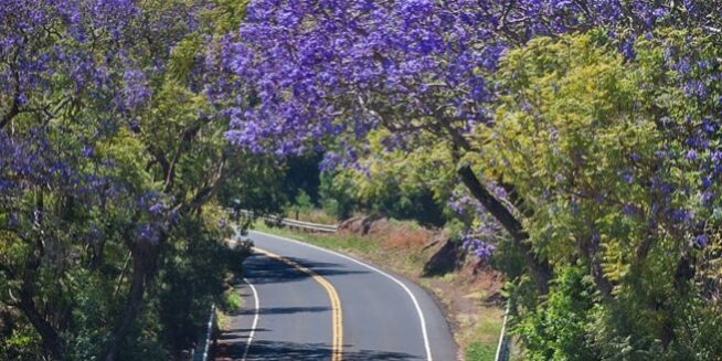 Road to Stardust Hawaii