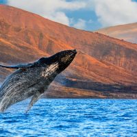 whale watch with Stardust Hawaii